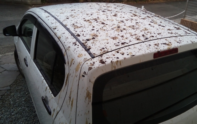 100均で車の鳥のフン対策を始める方法