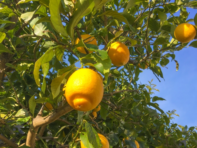 鉢植えでも育つレモンの果樹